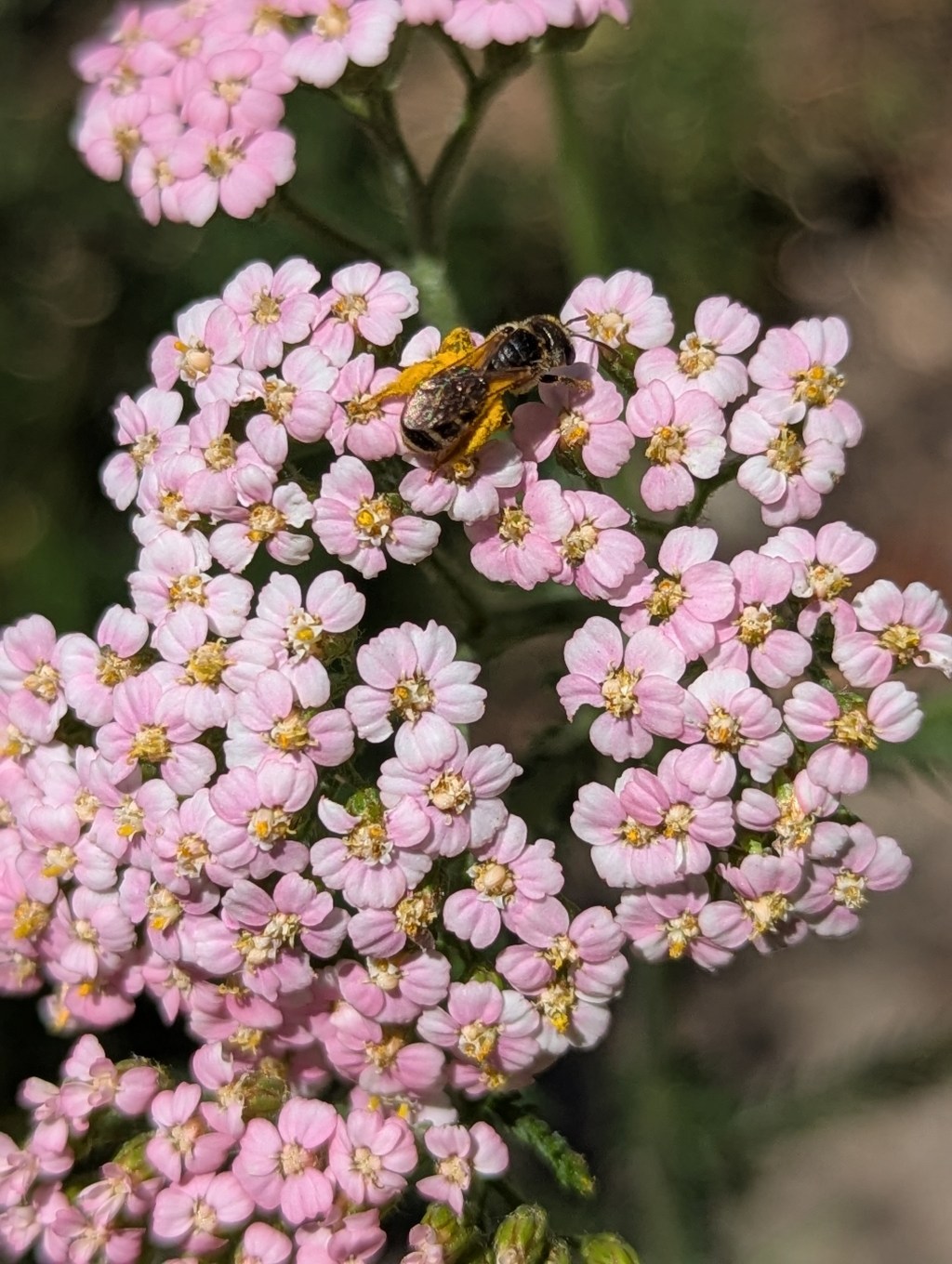 Supporting Native Bees in Your&nbsp;Garden