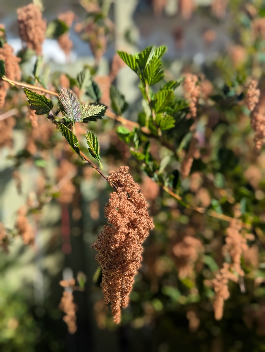 Why You Shouldn’t Cut Back Native Flower Heads After&nbsp;Seed